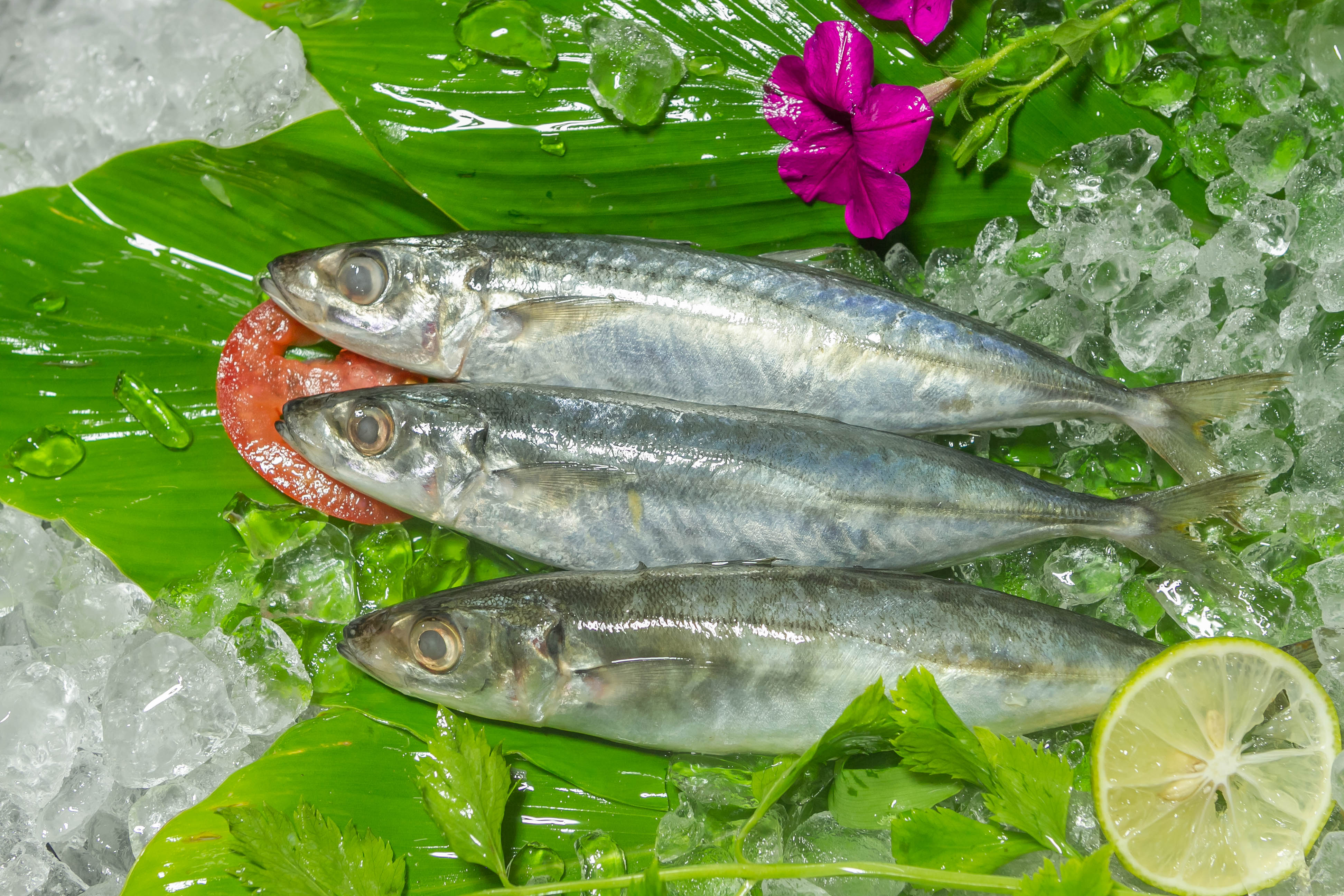 Fresh Black Sardine (Sardin Hitam) 30 pcs per kg (Sold per Kg) — HORECA