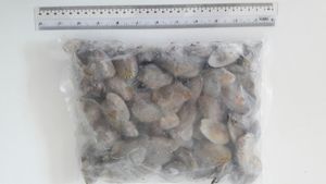 Image of Frozen Whole Shell Lala 1kg/pack (Sold per Pack) from Supplybunny.com