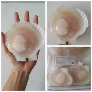 Image of Frozen Hokkaido Half Shell White Scallop (12-14cm) 1kg/pack (Sold per Pack) from Supplybunny.com