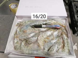 Image of Frozen Vannamei Prawn 16/20 500g/pack (Sold per Pack) from Supplybunny.com