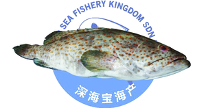 Image of Sea Grouper Fish 600g - 800g (sold per fish) from Supplybunny.com