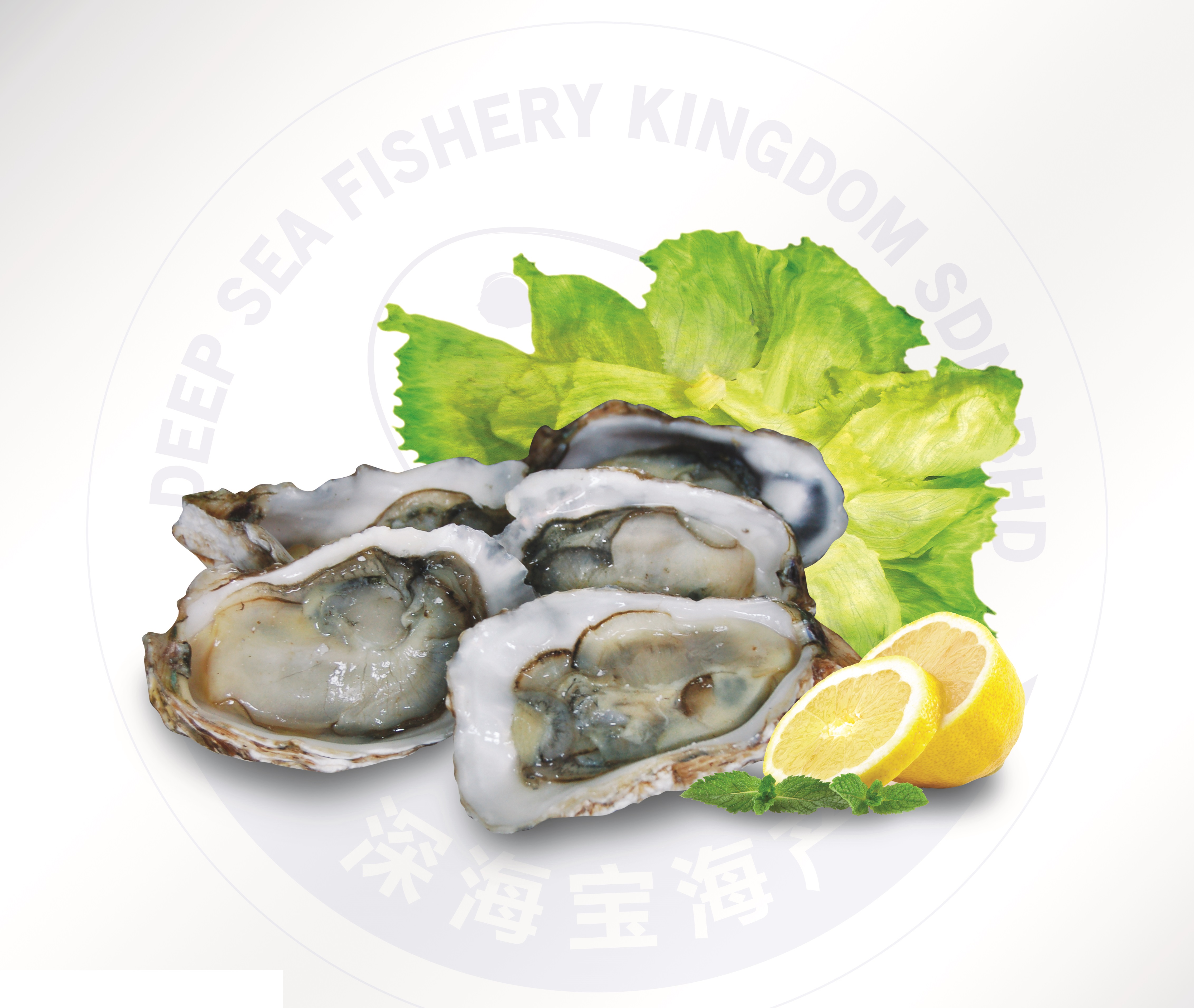 IQF Half Shell Oyster 6cm8cm 12pieces/dozen (sold per dozen) — HORECA