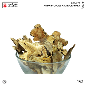 Image of YCH Herbs 白朮 Bai Zhu / Atractylodes Macrocephala (1KG/pack) (Sold per Pack) from Supplybunny.com
