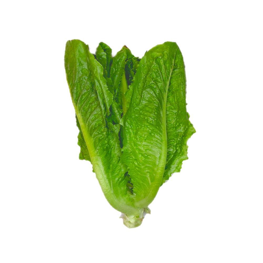 Organic Cos Lettuce 300g per Pack (Sold per Pack) — HORECA Suppliers