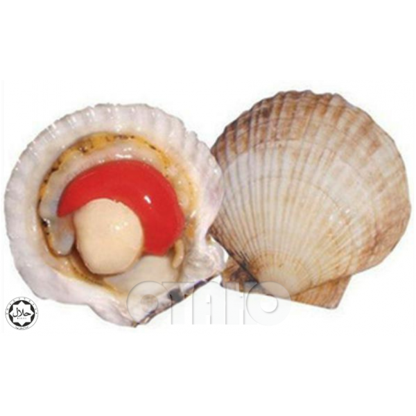 Frozen Scallop Queen Half Shell (1KG/pack) (Sold per Pack) — HORECA