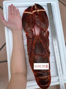 Image of Canadian Lobster (WHOLE RAW) 1.8-2.3kg/pcs (sold per pieces) from Supplybunny.com