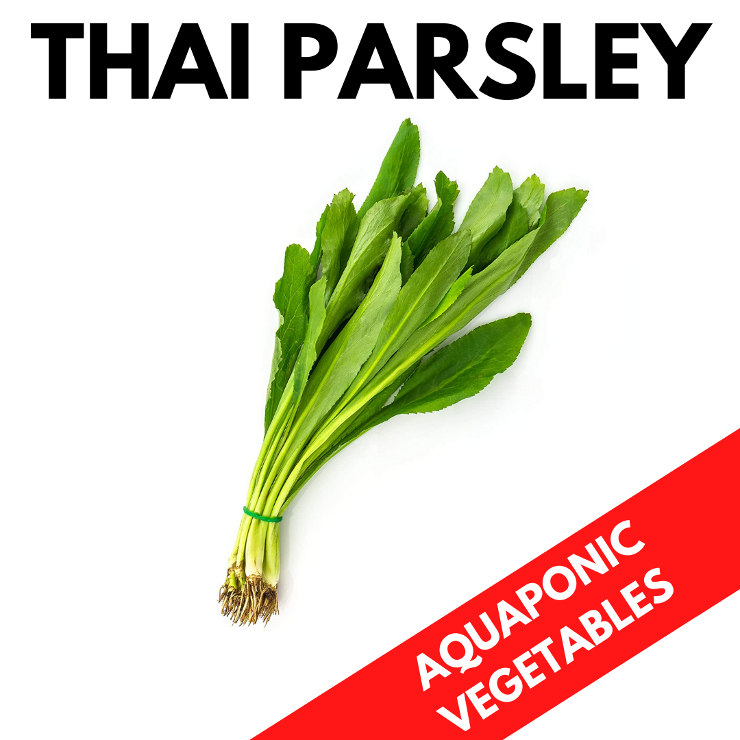 Thai Parsley 150g Aquaponic Fresh Vegetables — HORECA Suppliers