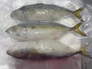 Image of Ikan Kembong 3 Pieces 500g±/pack (sold per pack) from Supplybunny.com