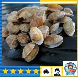 Image of Asari Short Neck Clam 500g per Pack (Sold per Pack) from Supplybunny.com