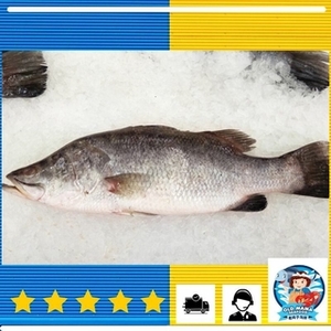 Image of Local Barramundi Whole Fish 600-700gm (sold per kg) from Supplybunny.com