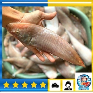 Image of Pantai Remis Ikan Lidah 7-10nos 1kg per Pack (Sold per Pack) from Supplybunny.com