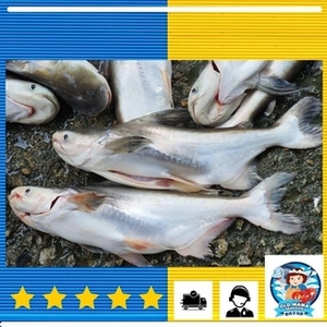 Image of Pahang River Farmed Patin Hitam  900-1kg per Pack (Sold per Pack) from Supplybunny.com