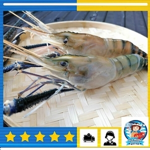 Image of India Fresh Water Scampi U7, 170-260g per Piece (Sold per Piece) from Supplybunny.com