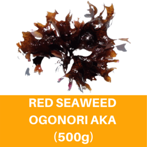 Image of Red Seaweed Ogonori Aka (500g) 红圆海藻 Seaweed Merah from Supplybunny.com