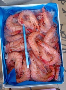 Image of Cooked Tiger Prawn 41/50 AA 1kg/pack (sold per pack) from Supplybunny.com
