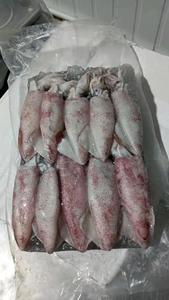 Image of Loligo Squid 2Kg/pack (sold per pack) from Supplybunny.com