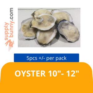 Image of Oyster 10" - 12" (5pcs) (Sold Per Pack) from Supplybunny.com