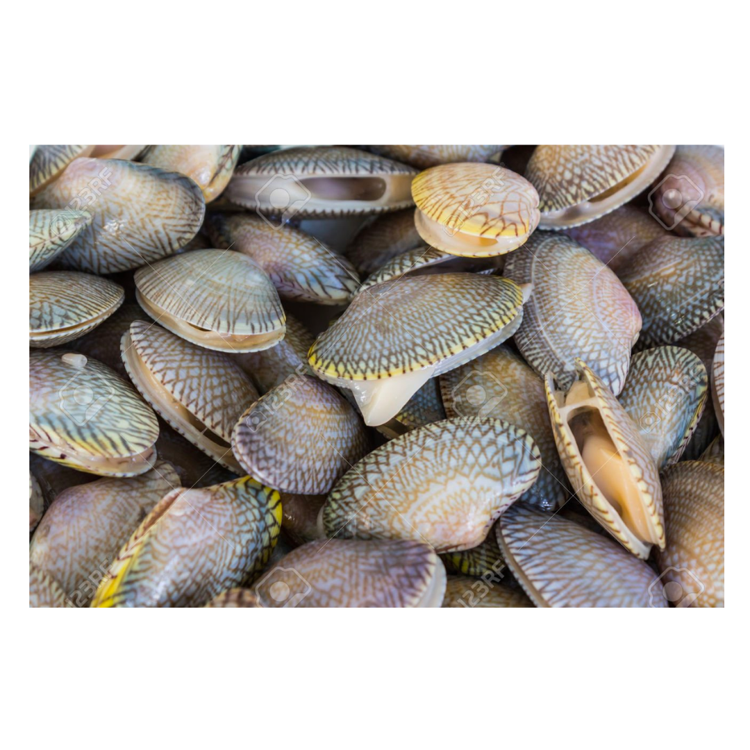 Washed Lala Whole Lala - 16kg± Wholesale RM155.20/ctn | KL Delivery