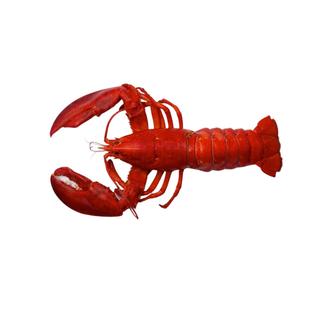 LOBSTER BOSTON RED USA 700900g/ no FZ (Sold per Kg) — HORECA Suppliers Supplybunny