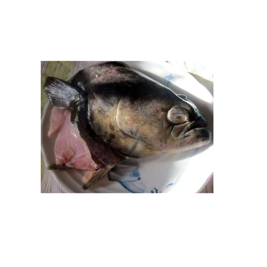 FISH HEAD HALIBUT 700g2kg + USA (Sold per Kg) — HORECA Suppliers Supplybunny
