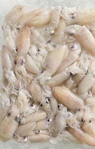 Image of Baby Squid 500g (sold per pack) from Supplybunny.com