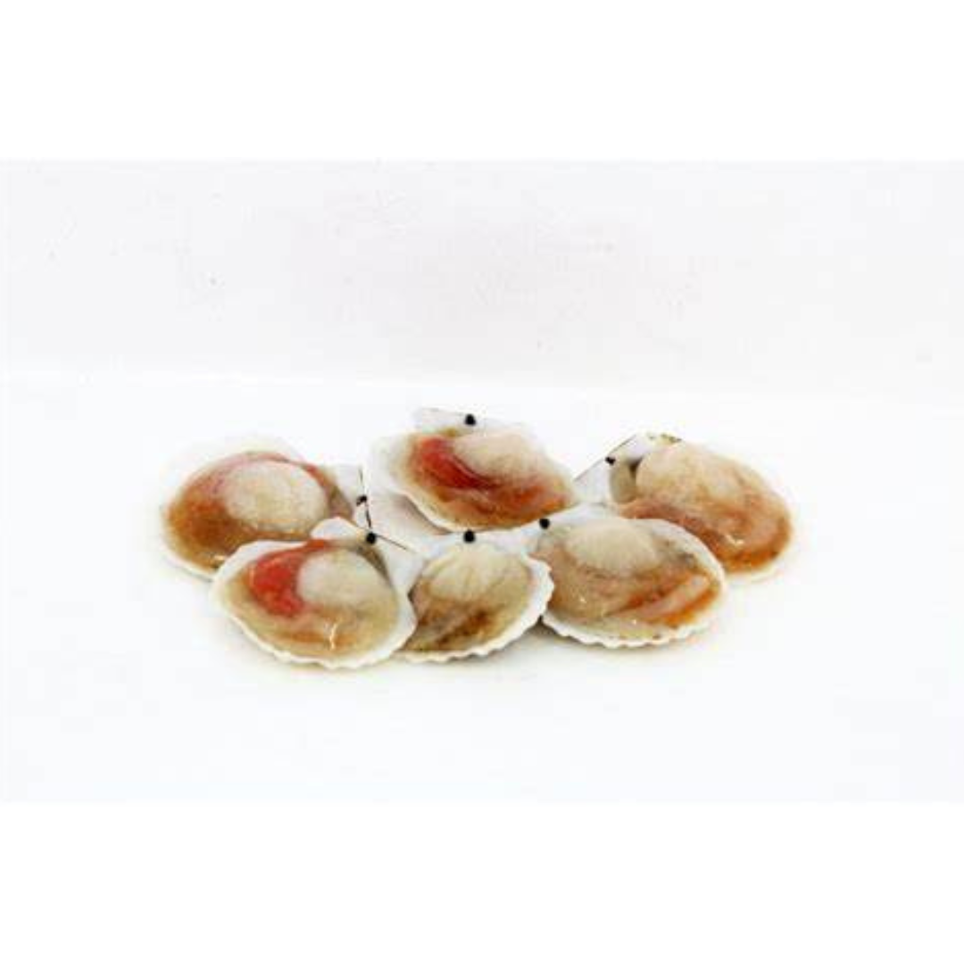Half Shell Lala - 14kg± (sold per carton) — HORECA Suppliers | Supplybunny