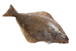 Image of Frozen Whole White Halibut 2-3kg (sold per kg) from Supplybunny.com