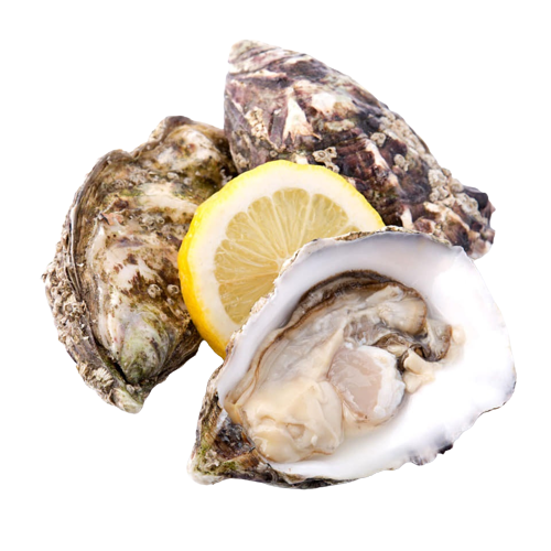 Gallagher's Special Pacific Oyster 120150g (sold per doz) — HORECA