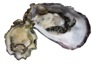 Image of Sydney Rock Pacific Oyster 60-70mm (sold per doz) from Supplybunny.com