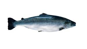 Image of Whole Atlantic Salmon Norway (sold per kg) from Supplybunny.com