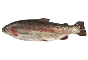 Image of Whole Rainbow Trout 300-400g± (sold per kg) from Supplybunny.com