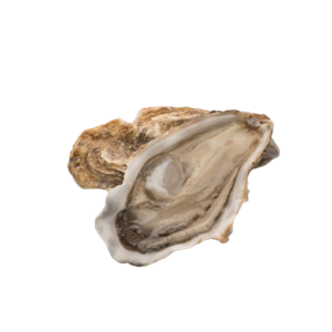 Image of Fine de Claire Pacific Oyster No.2 (sold per doz) from Supplybunny.com