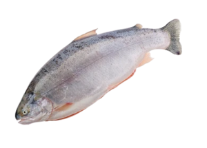 Image of Whole Ocean Trout Tasmania (sold per kg) from Supplybunny.com