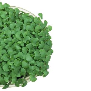 Image of Basil Genovese (sold per unit) from Supplybunny.com