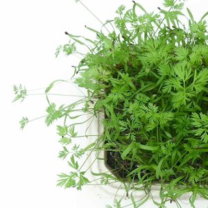 Image of Carrot (sold per unit) from Supplybunny.com