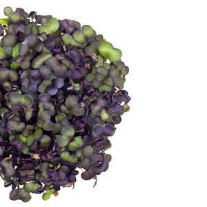 Image of Purple Radish (sold per unit) from Supplybunny.com