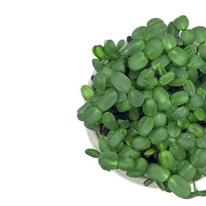 Image of Sunflower (sold per unit) from Supplybunny.com