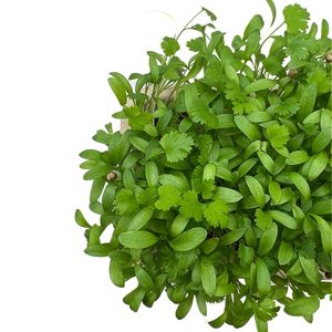 Image of Coriander (sold per unit) from Supplybunny.com
