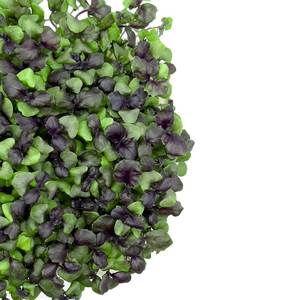 Image of Purple Basil (sold per unit) from Supplybunny.com