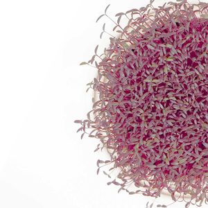 Image of Red Amaranth (sold per unit) from Supplybunny.com