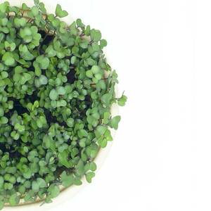 Image of Purple Kohlrabi (sold per unit) from Supplybunny.com