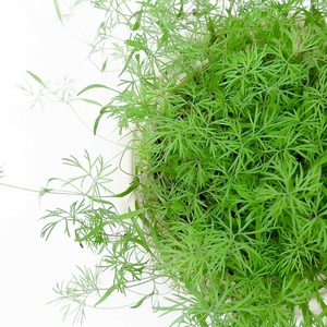 Image of Dill (sold per unit) from Supplybunny.com