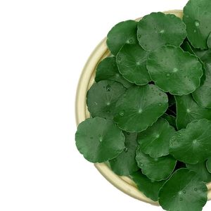 Image of Pennywort (sold per unit) from Supplybunny.com