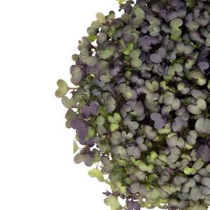 Image of Red Frill Mustard (sold per unit) from Supplybunny.com