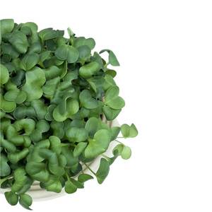 Image of White Daikon (sold per unit) from Supplybunny.com