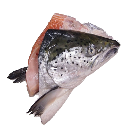Salmon Fish Head Glazing 10 (sold per kg) — HORECA Suppliers Supplybunny