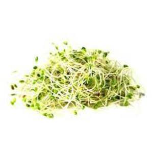 Image of Alfafa Sprout (sold per pack) from Supplybunny.com