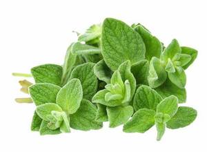 Image of Oregano Fresh 100g±/pack (sold per pack) from Supplybunny.com