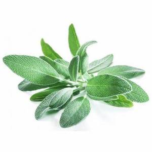 Image of Sage Fresh 100g±/pack (sold per pack) from Supplybunny.com