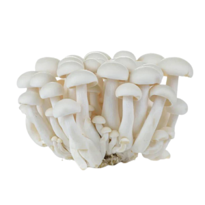 Image of Mushroom Shimeiji White 200g/pack (sold per pack) from Supplybunny.com